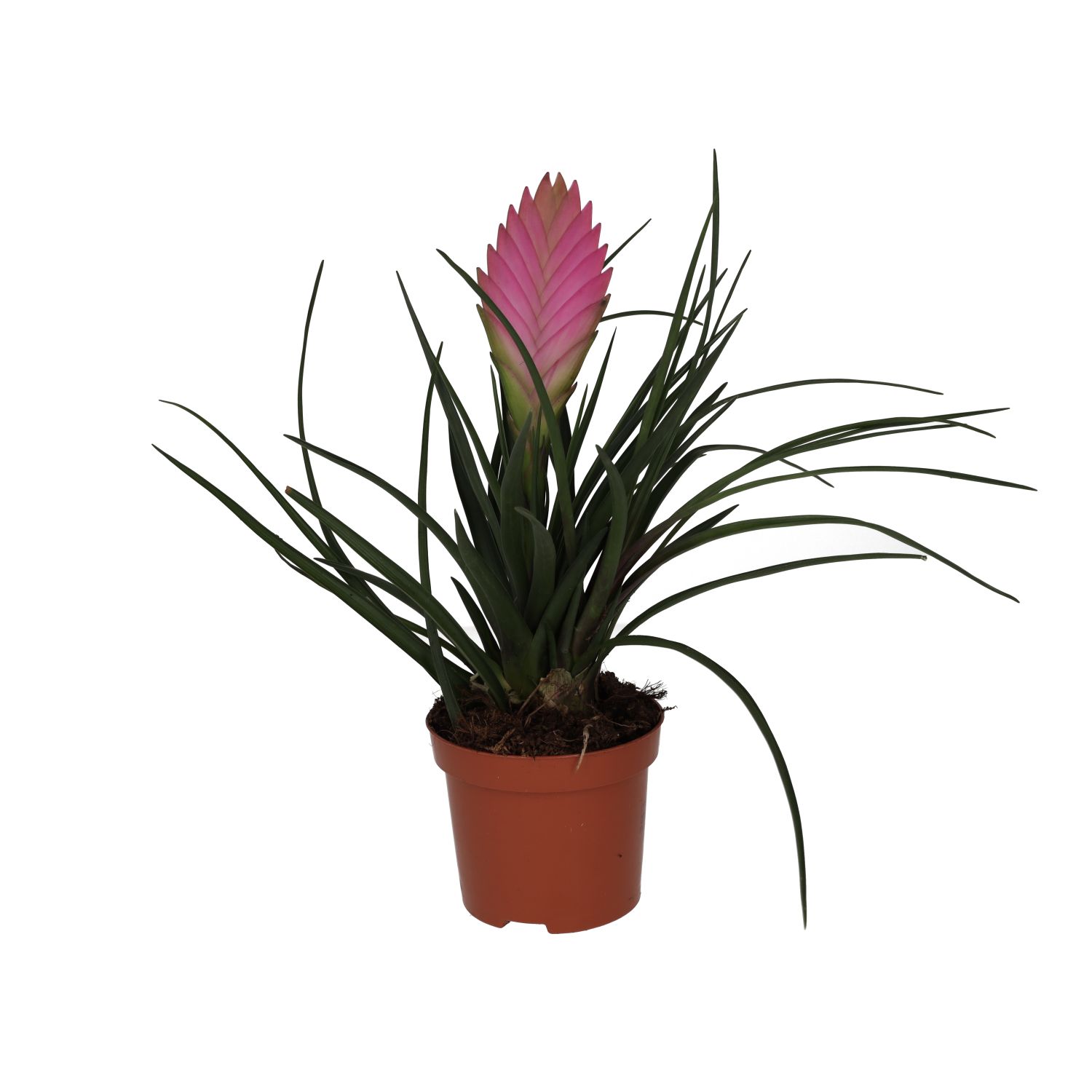 PR Live plant. Pink Quill Bromeliad (Medium)