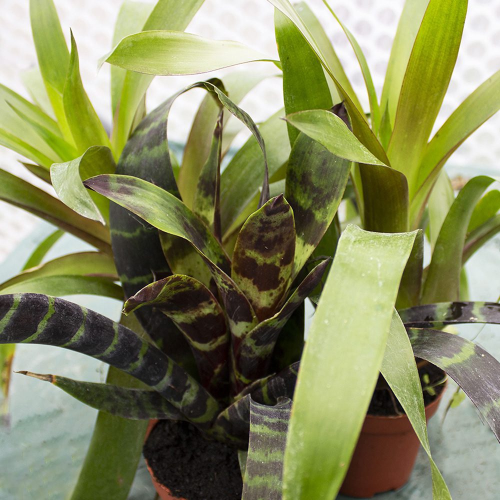 PR Live plant. Bromeliad 'mixed colour' (No flower)