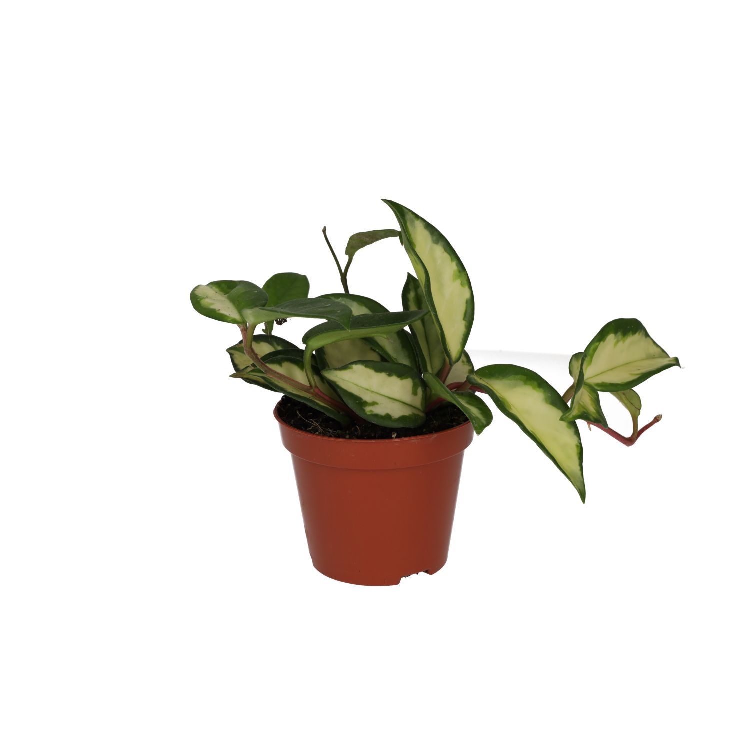 PR Live Plant. Wax Plant 'Tricolour' (Medium)