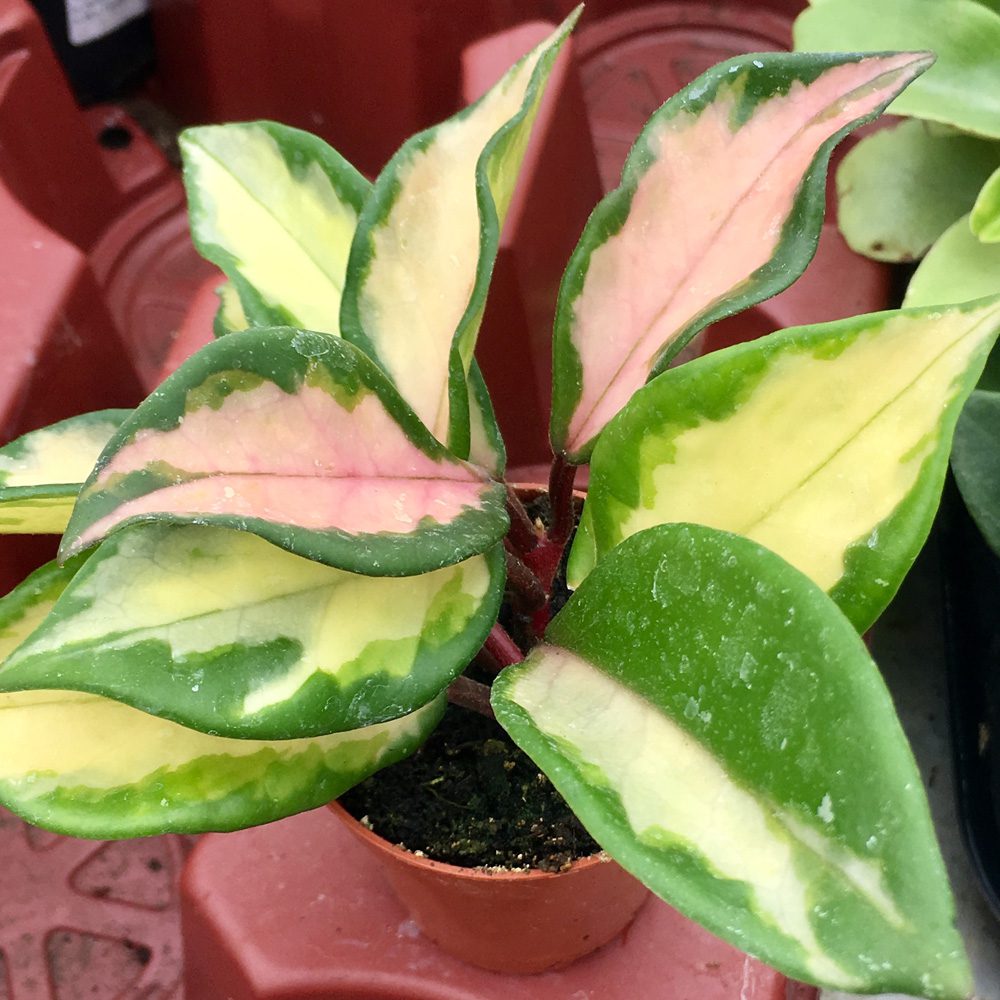 PR Live plant. Hoya tricolor (Small)