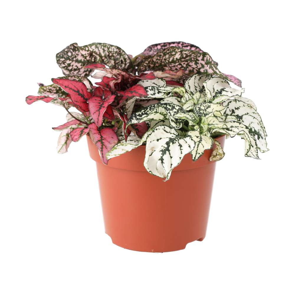 PR Live plant. Polka Dot plant (Large)