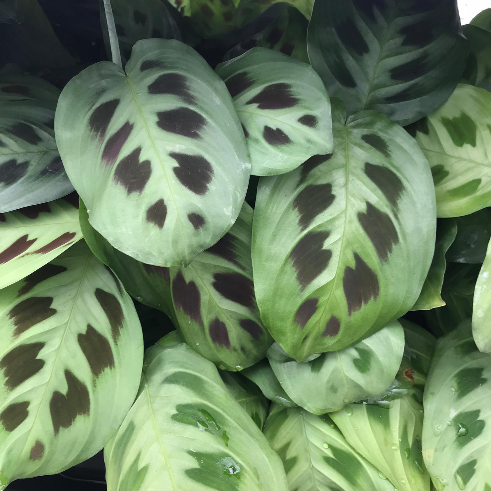 PR Live plant. Maranta (Medium)