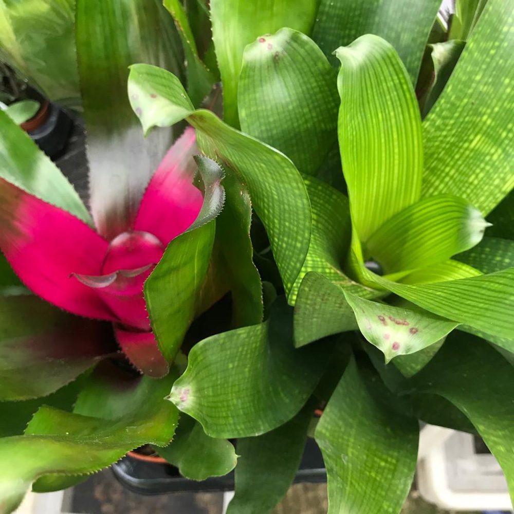 PR Live plant. Neoregelia Bromeliad (Large)