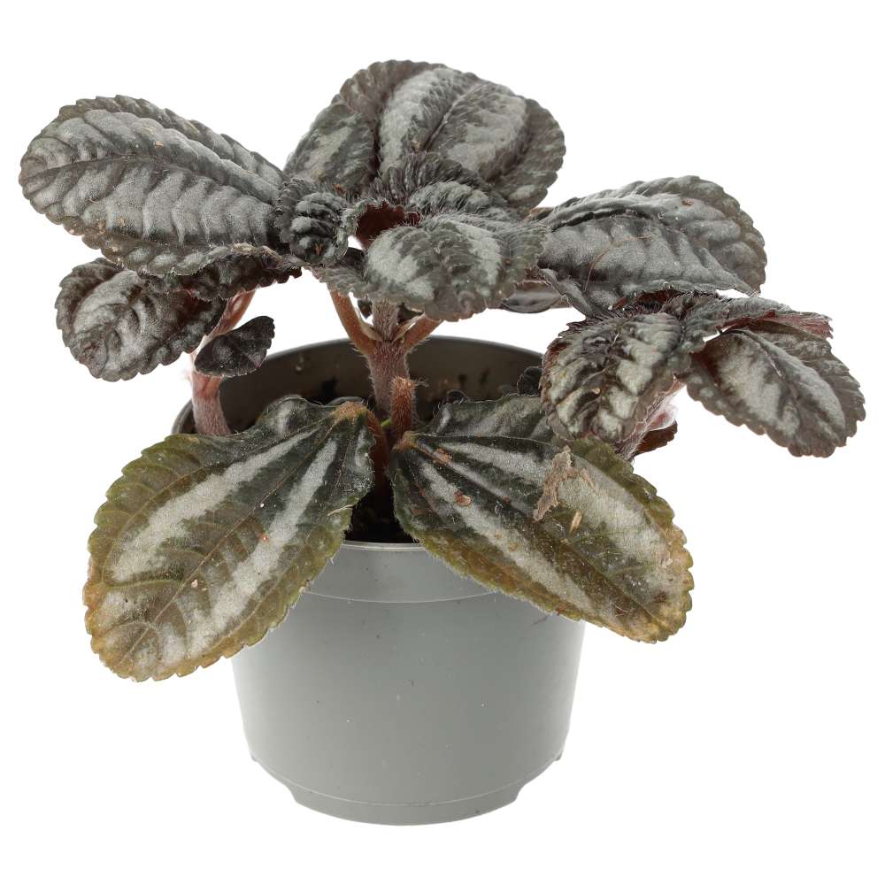 PR Live plant. Pilea mix (Small)