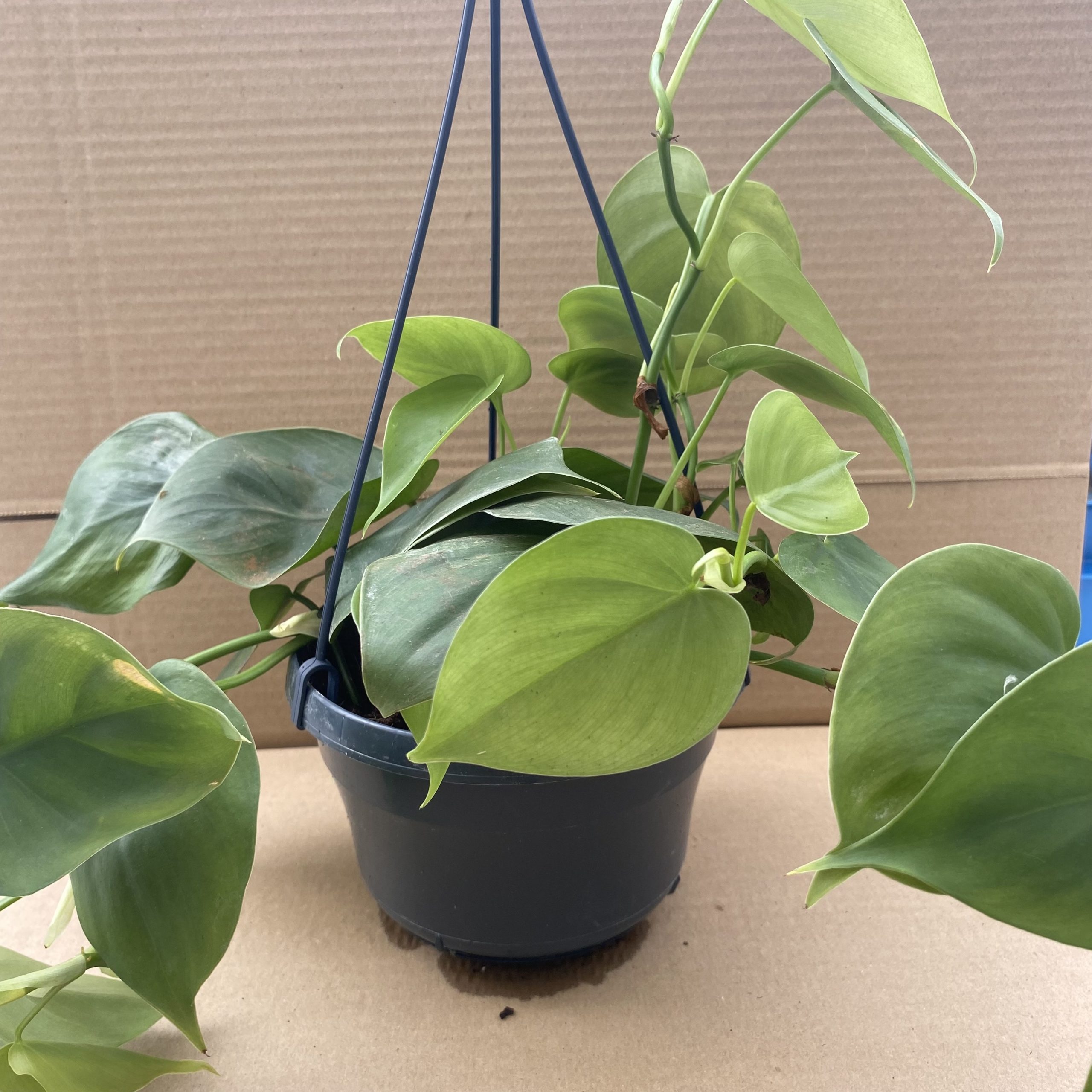 PR Live plant. Philodendron scandens (Hanging Pot)