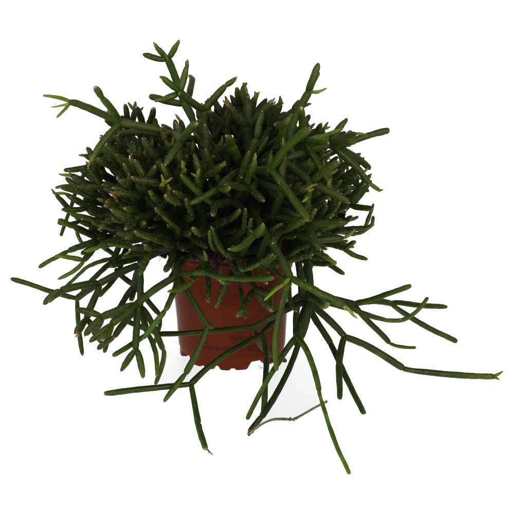 PR Live plant. Rhipsalis mix (Large)