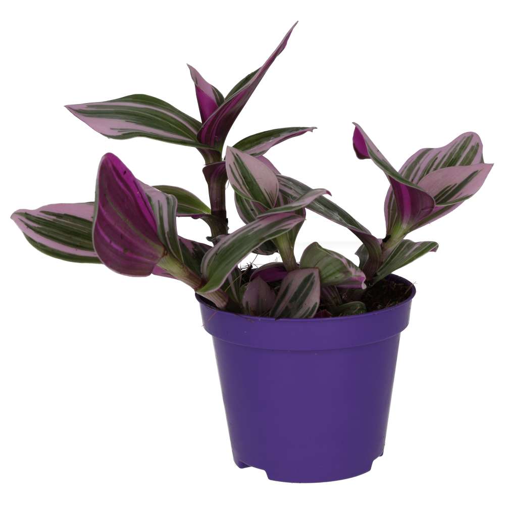 PR Live Plant. Tradiscantia (Medium)