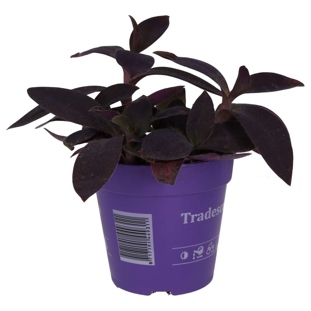 PR Live plant. Purple Heart Tradescantia (Large)