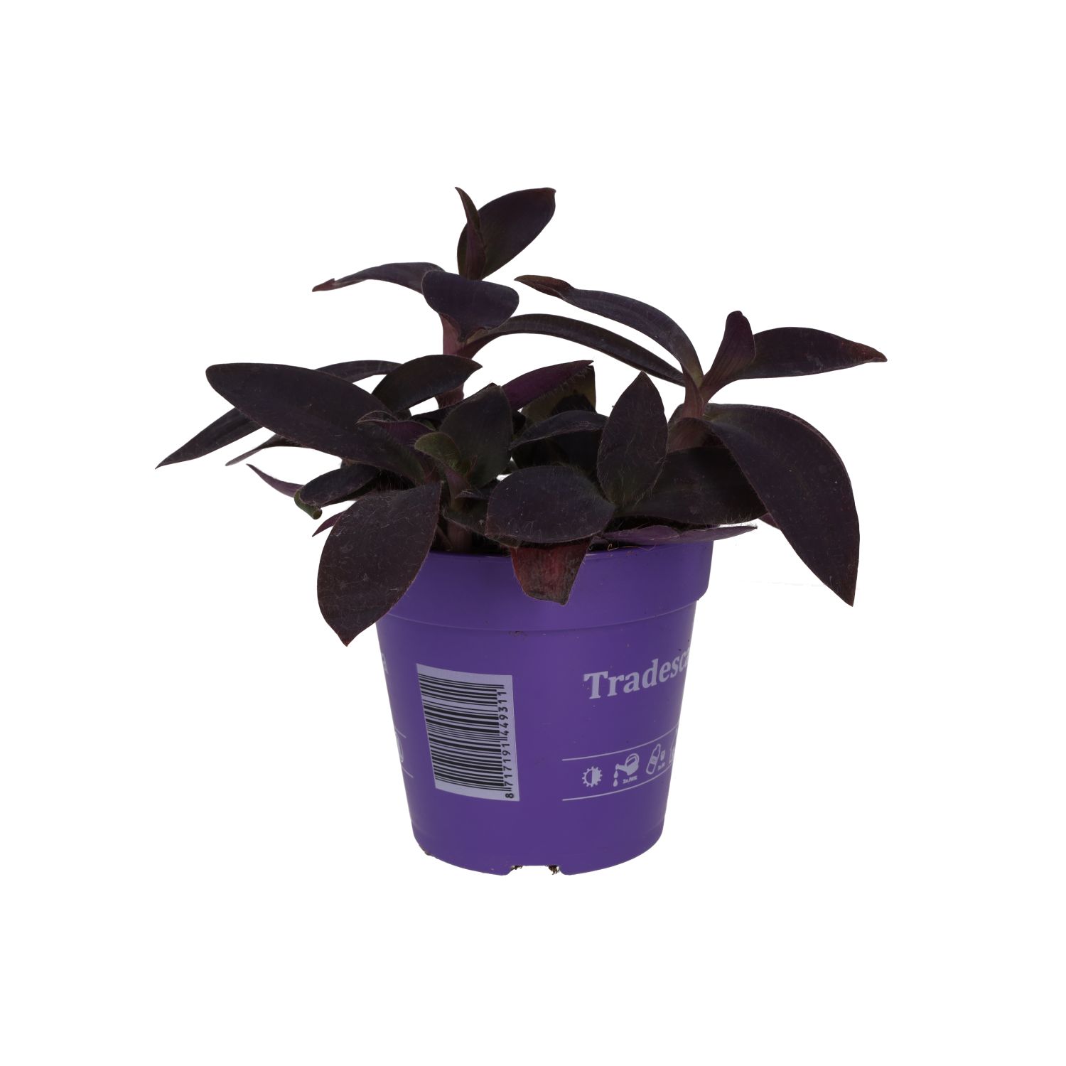 PR Live plant. Purple Heart Tradescantia (Large)