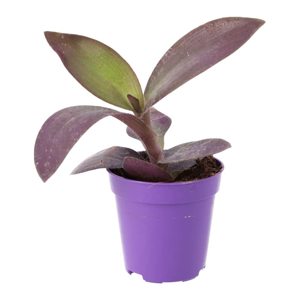 PR Live plant. Purple Heart Tradescantia (Small)