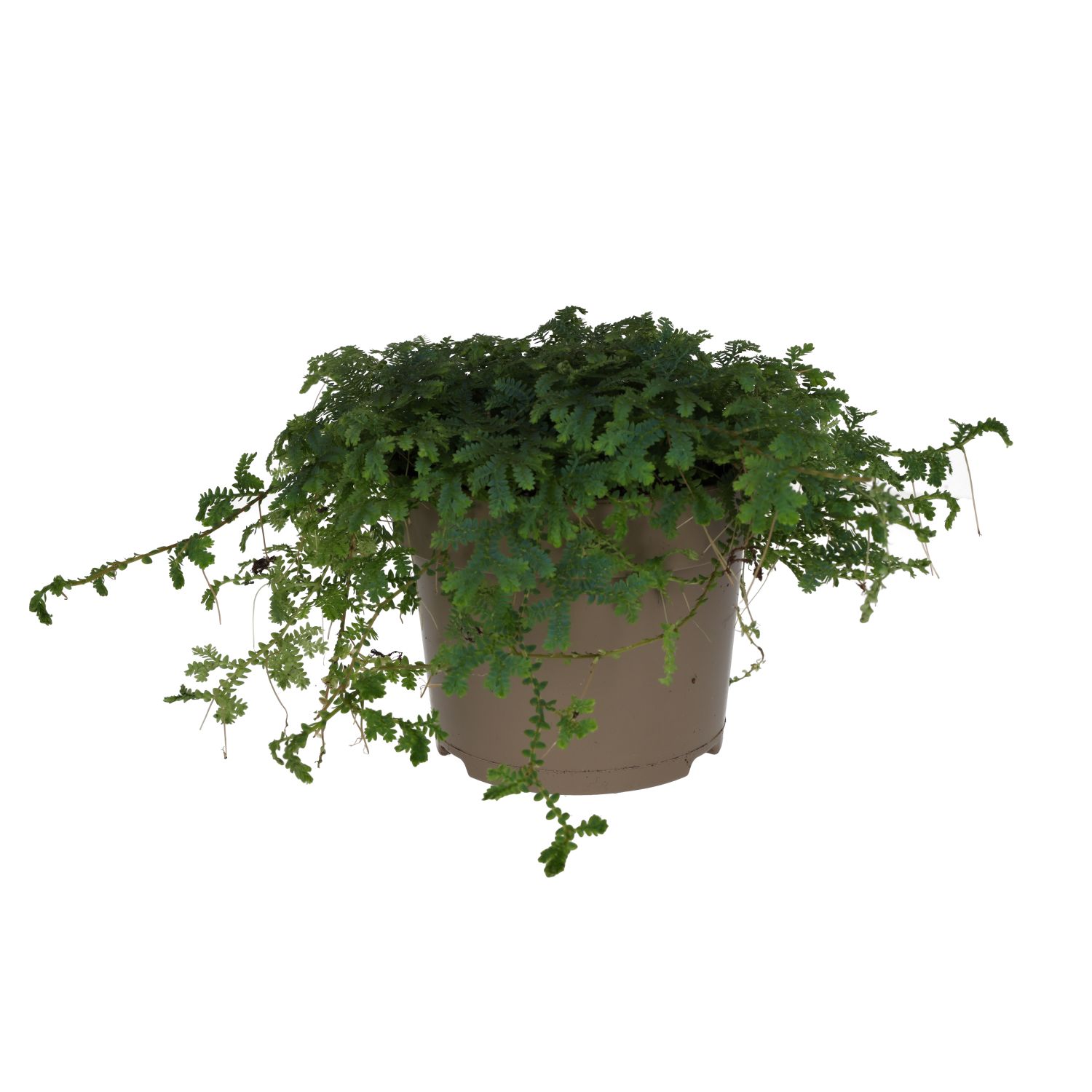 PR Live plant. Selaginella 'Peacock' (Large)