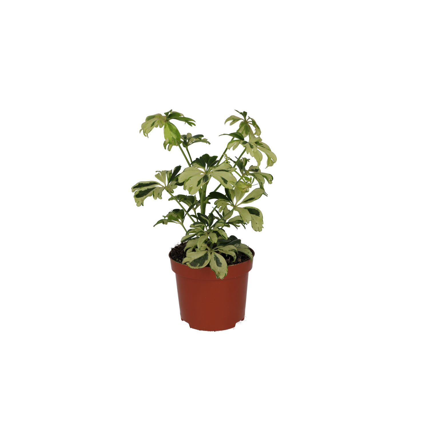 PR Live plant. Schefflera arboricola (Medium)