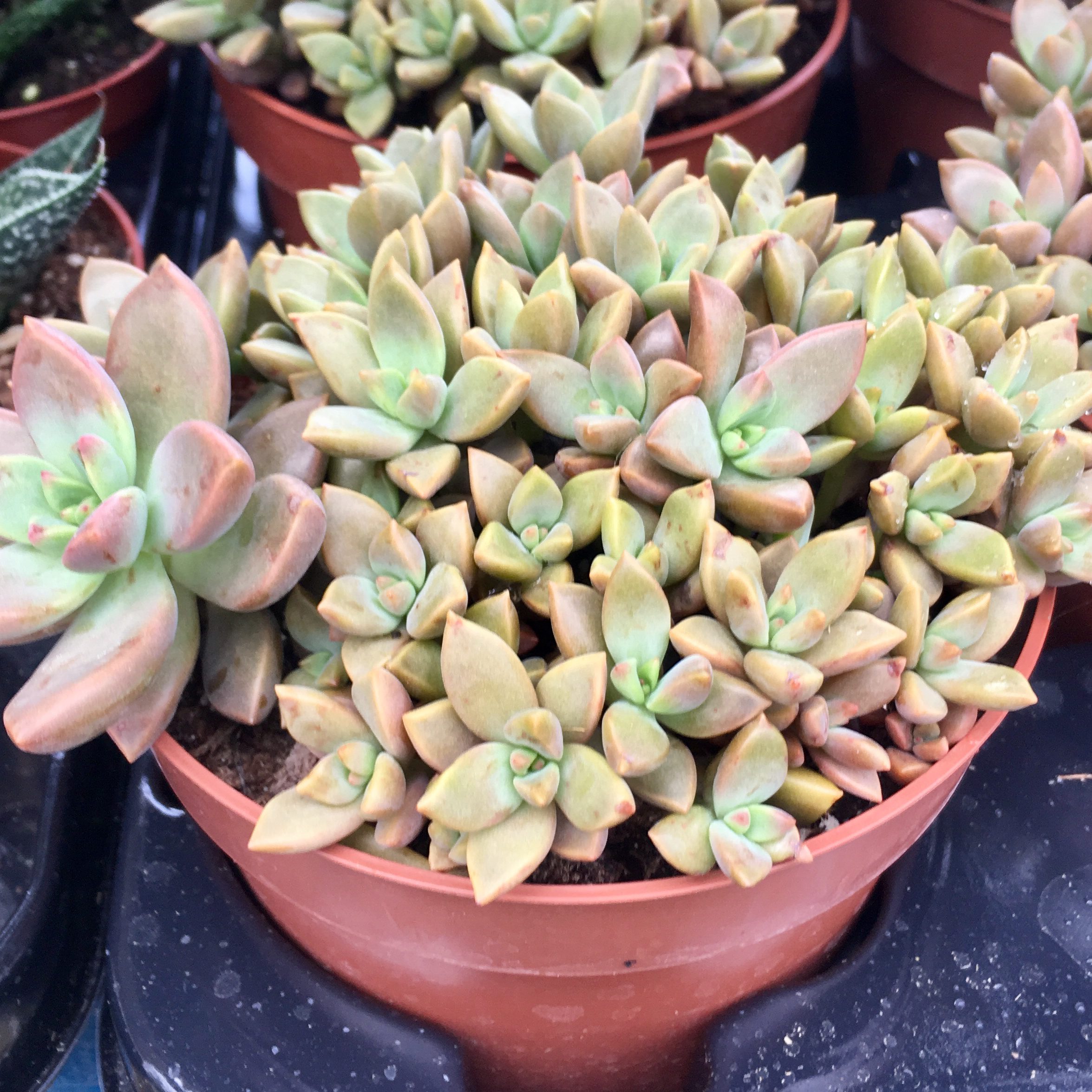 PR Live Plant. Sedum boudeauxhart (12cm pot)