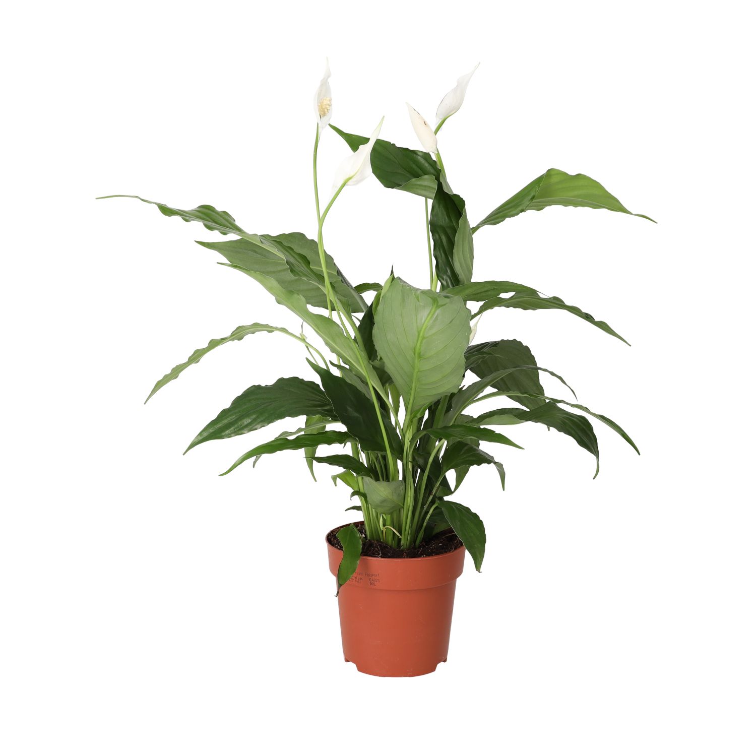 PR Live plant. Peace Lily (Large)
