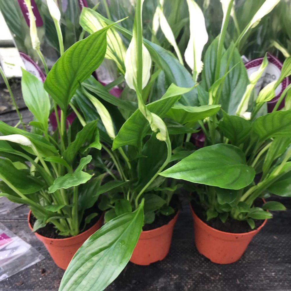 PR Live plant. Peace Lily (Medium)