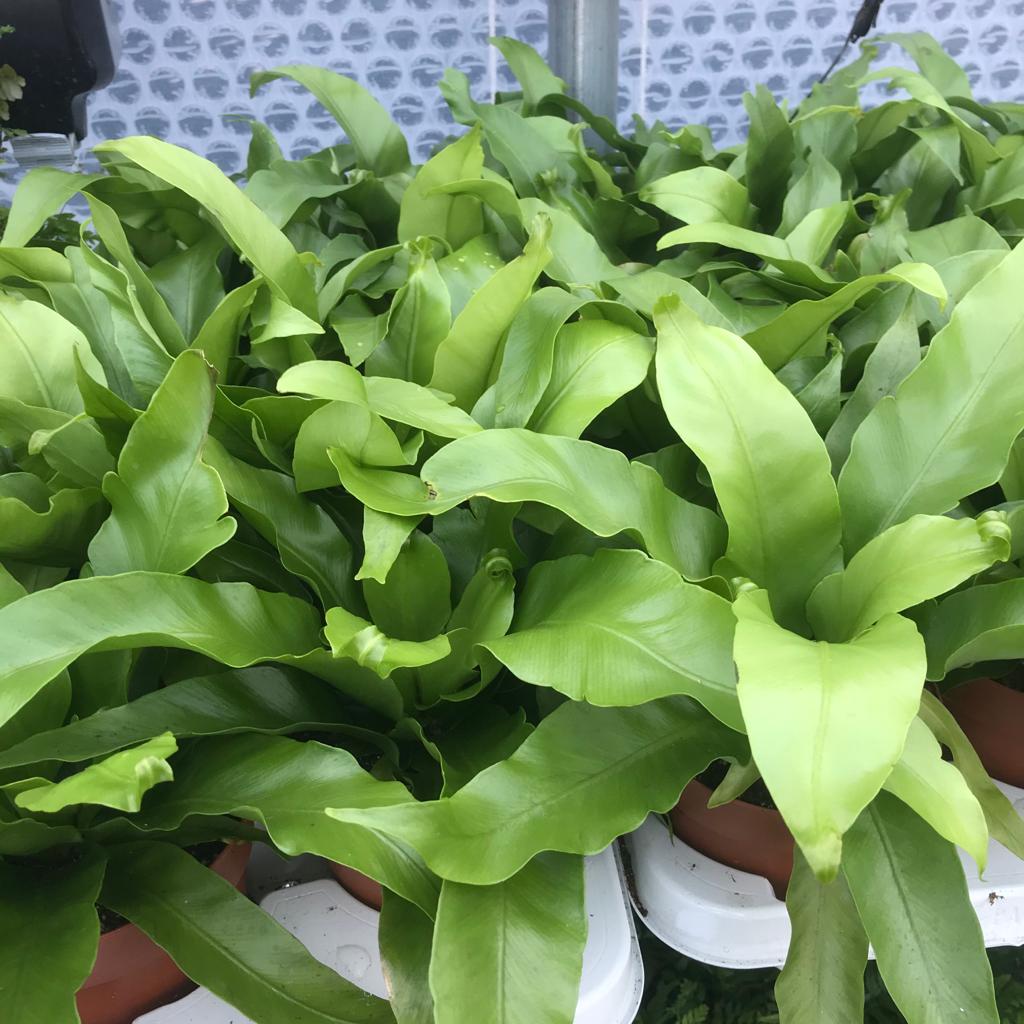 PR Live plant. Birds Nest Fern (Large)