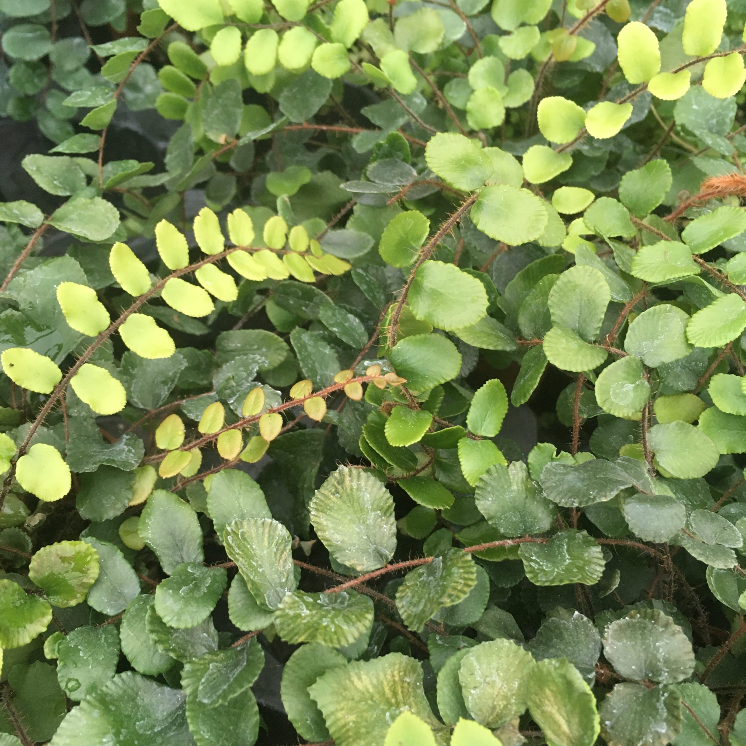 PR Live plant. Button Fern (Medium)