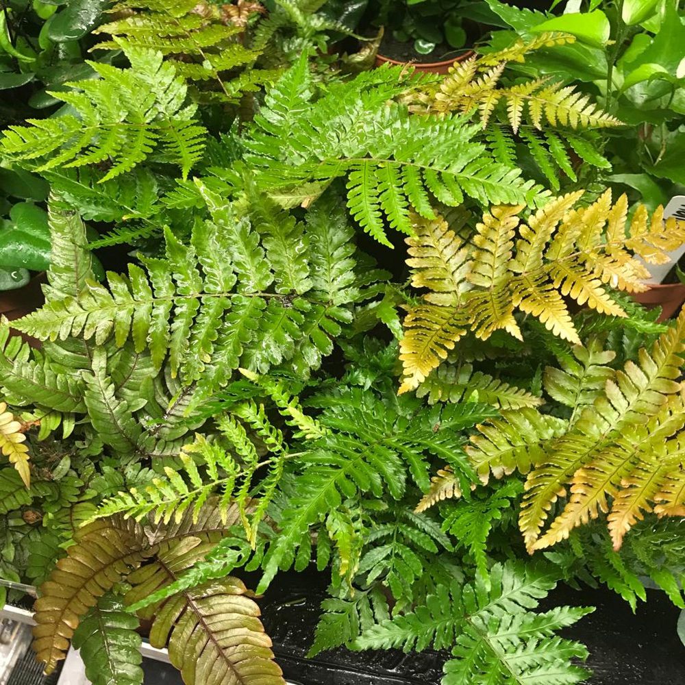 PR Live plant. Autumn Fern (Large)