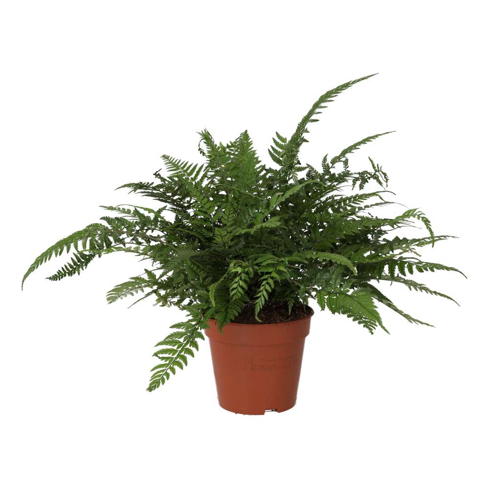 PR Live plant. Korean Rock Fern (Large)