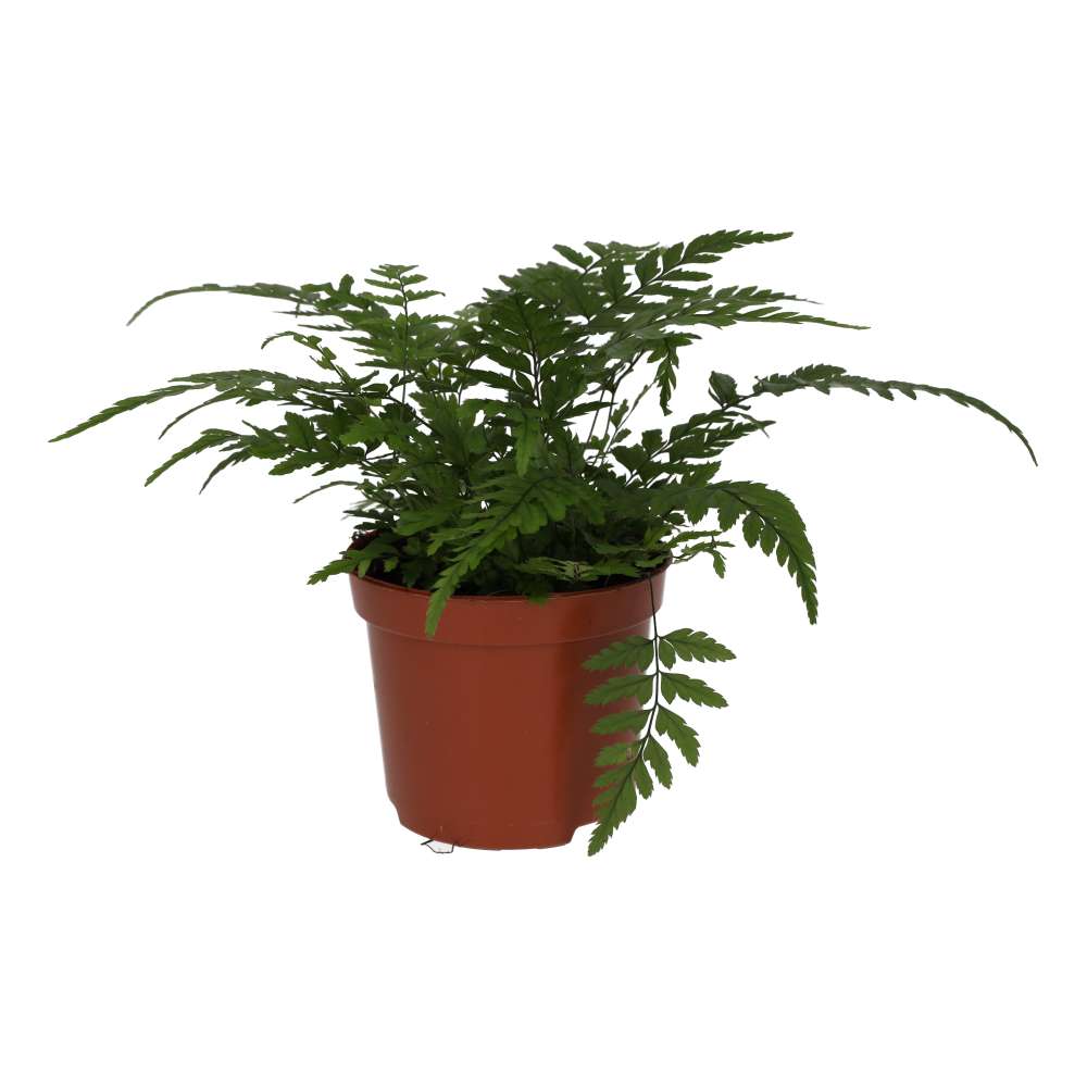 PR Live plant. Korean Rock Fern (Medium)