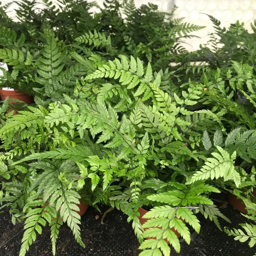 PR Live plant. Korean Rock Fern (Medium) | Peregrine