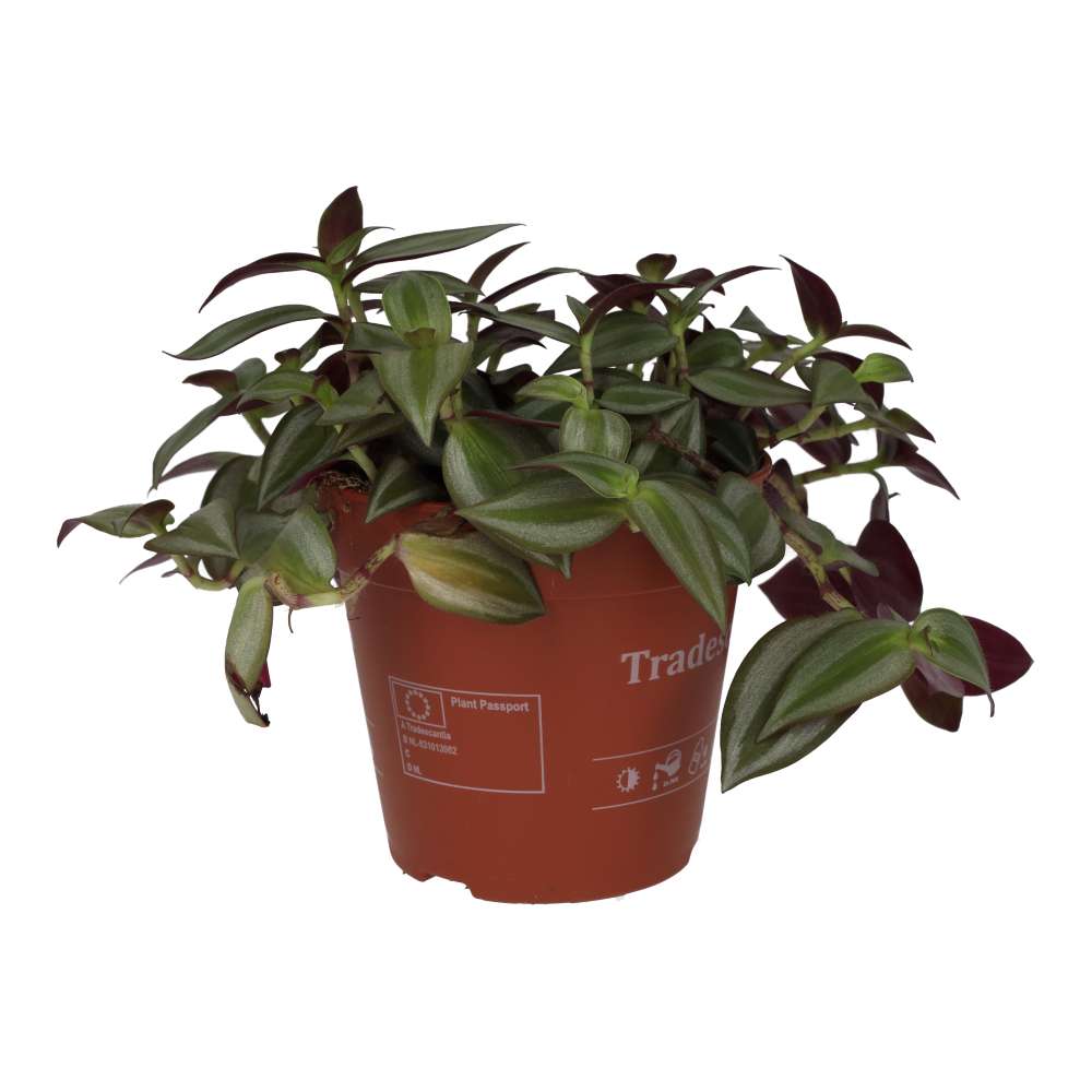 PR Live Plant Tradiscantia (Large)