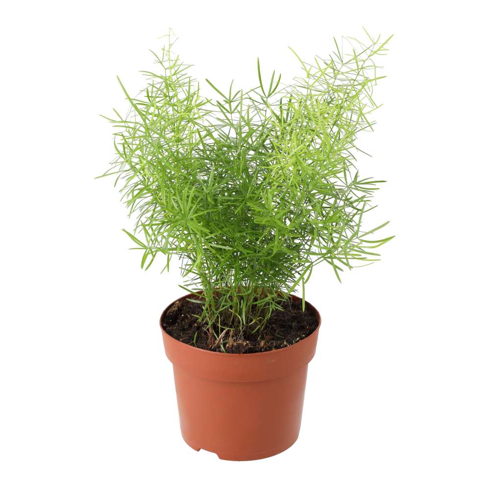 PR Live Plant Asparagus Fern (Large)