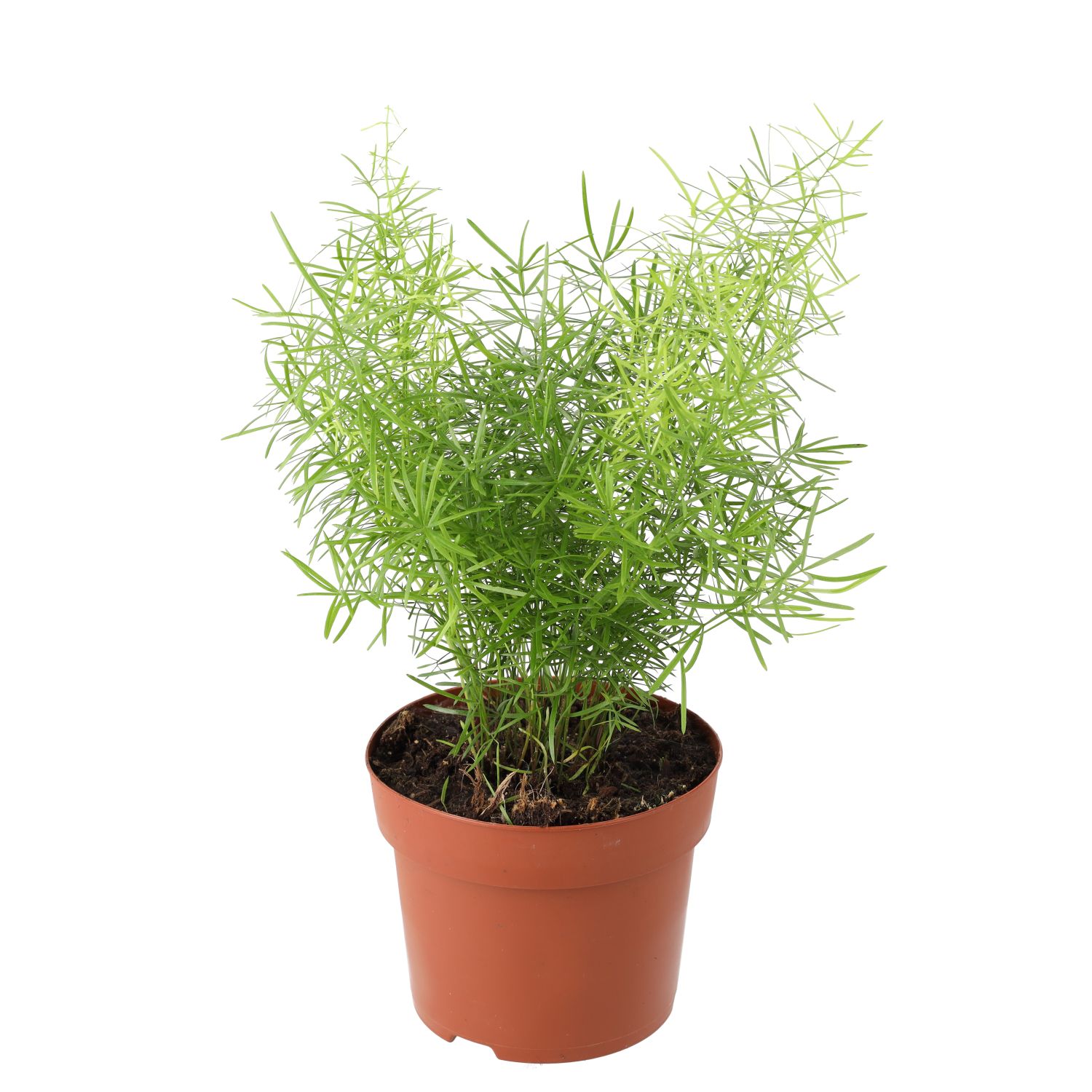 PR Live Plant Asparagus Fern (Large)