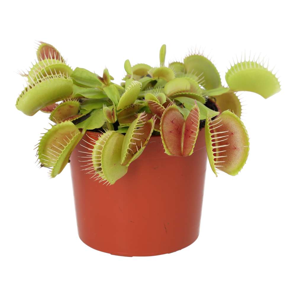 PR Live plant. Dionaea muscipula (Medium)