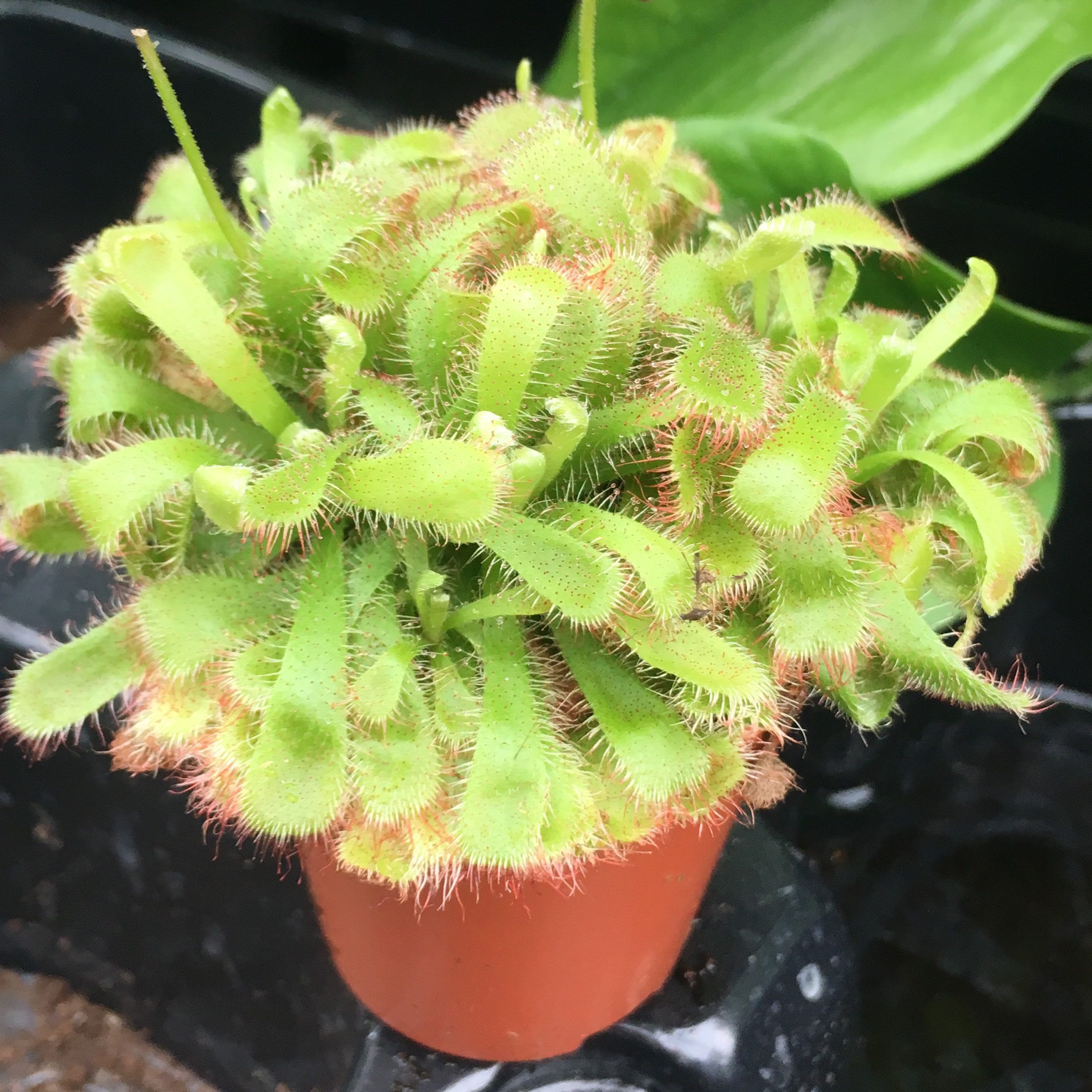 PR Live plant. Alice sundew (Small)