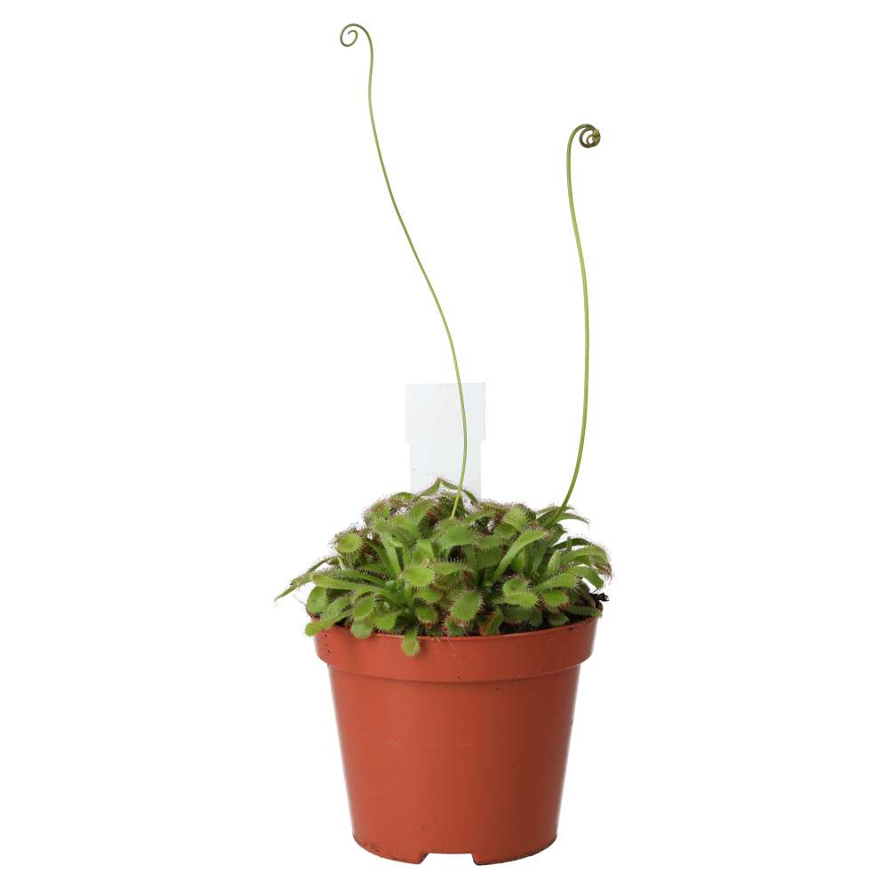 PR Live plant. Drosera aliciae (Medium)