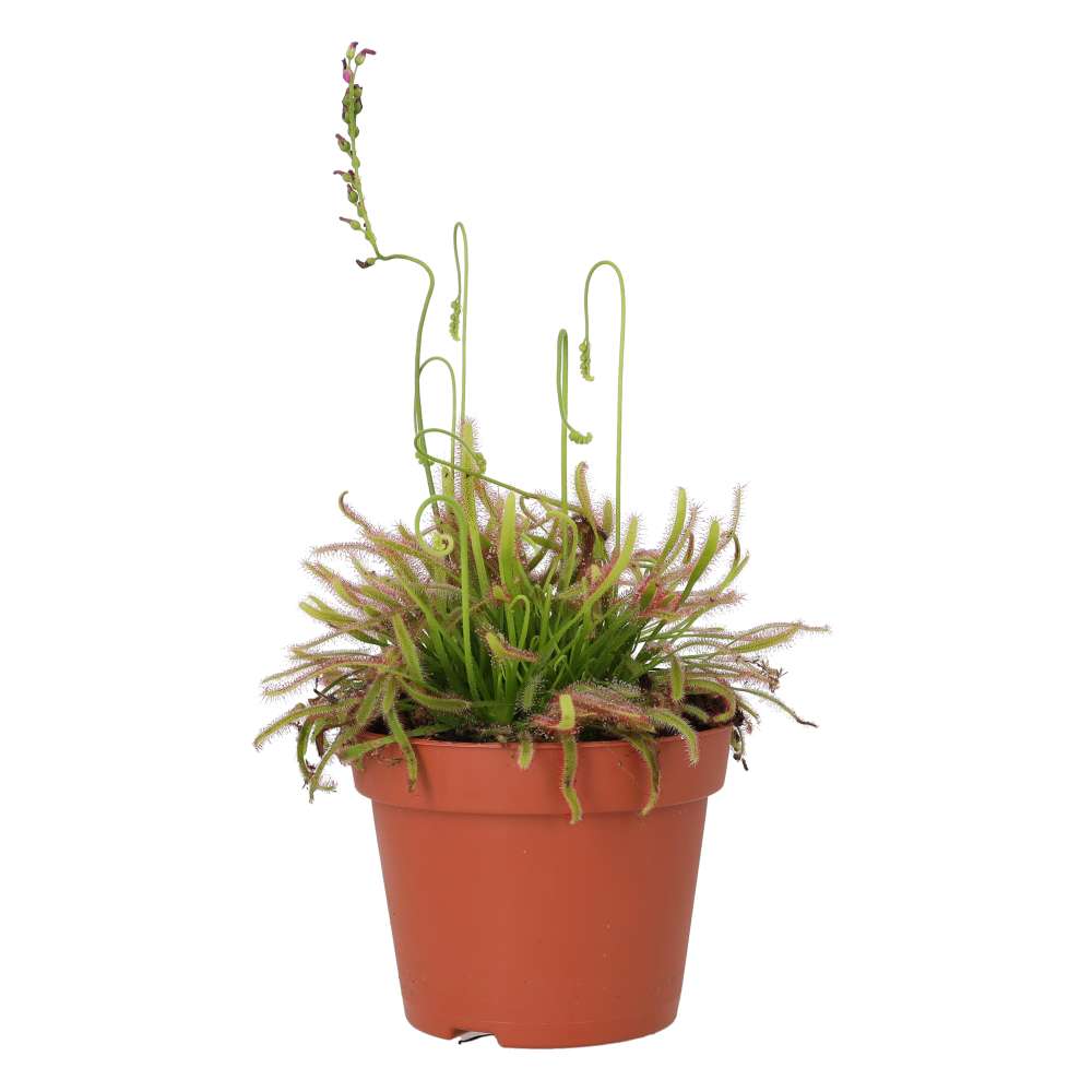 PR Live Plant: Cape Sundew (Medium)