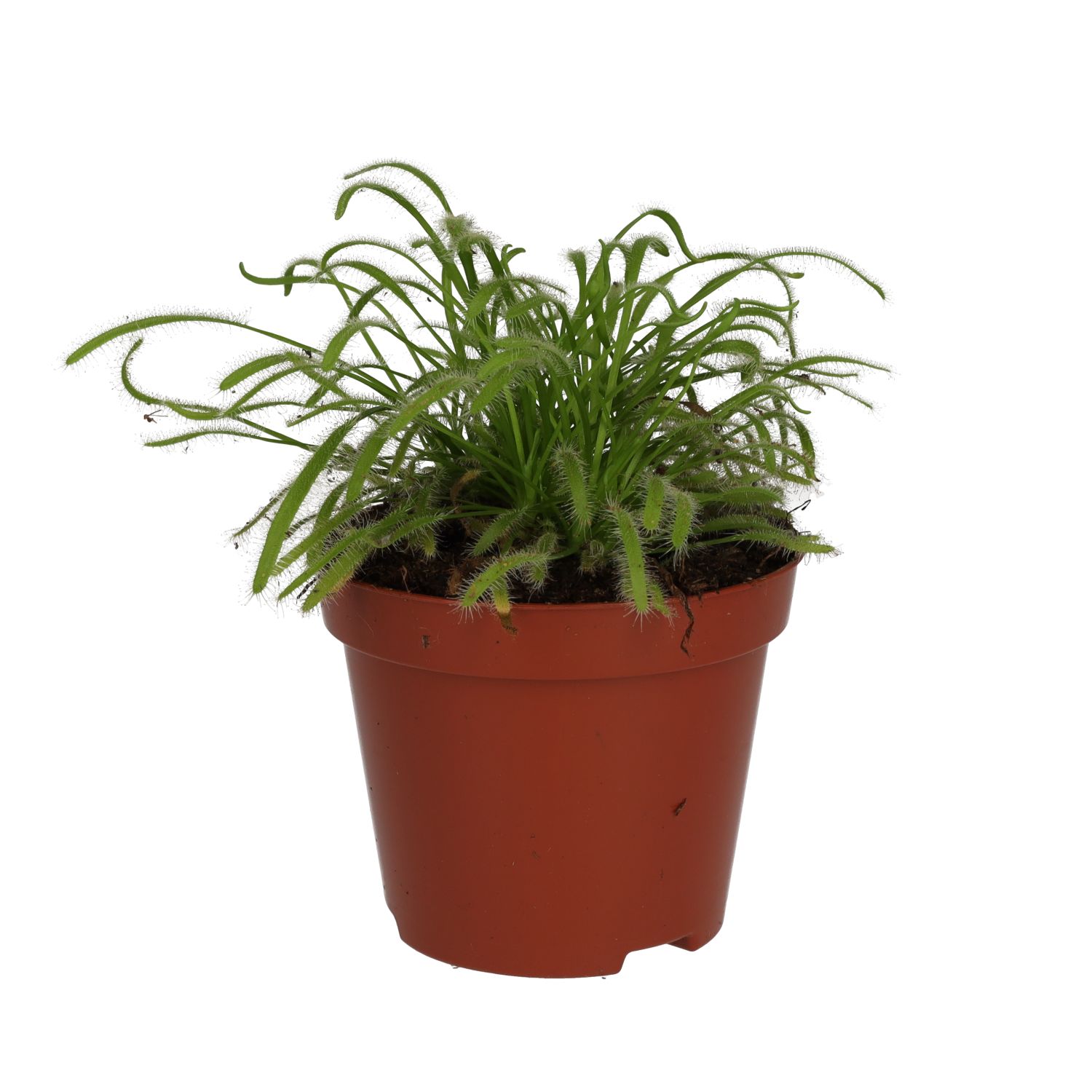 PR Live Plant: Cape Sundew (Medium)