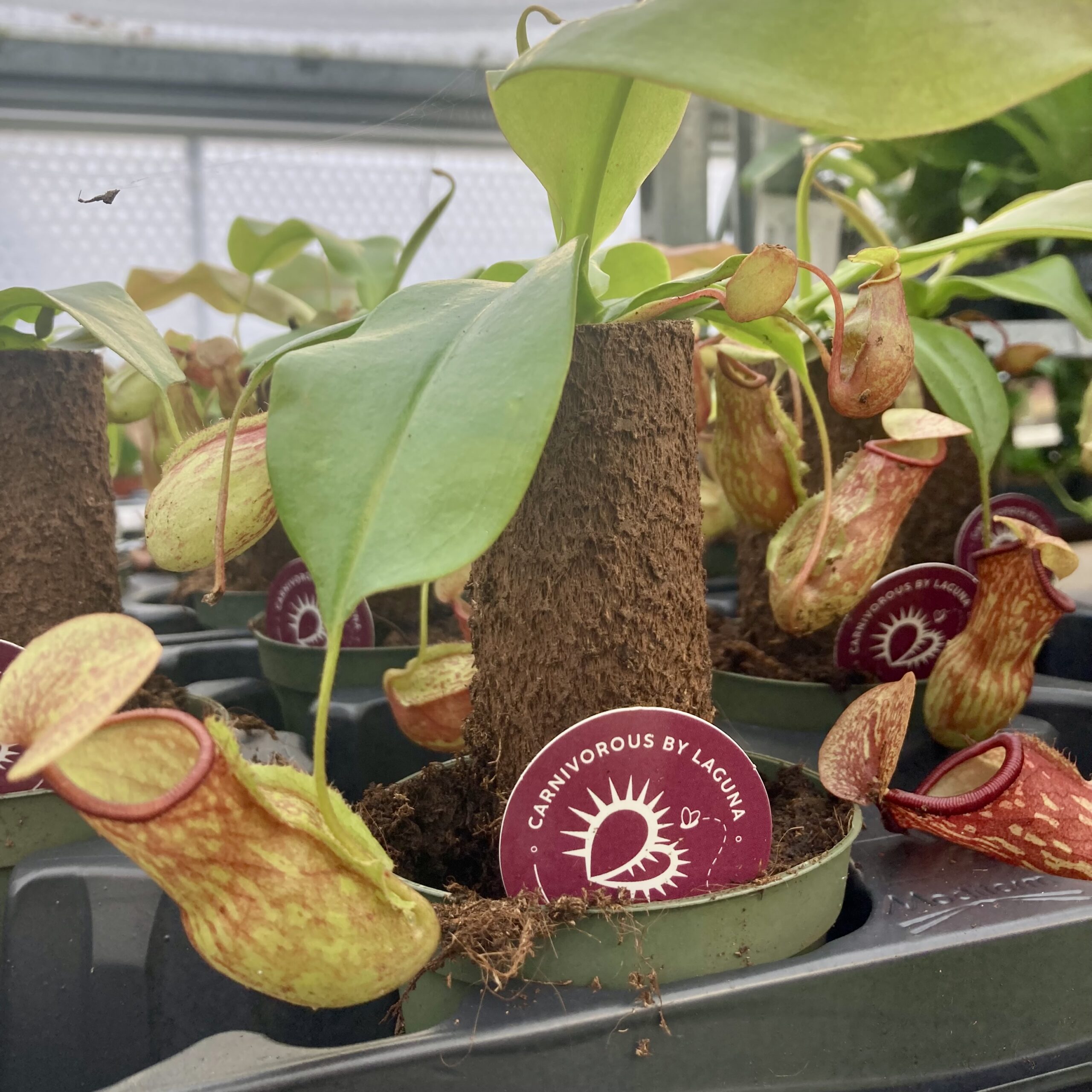 PR Live plant. Nepenthes mix (Medium on Stem)