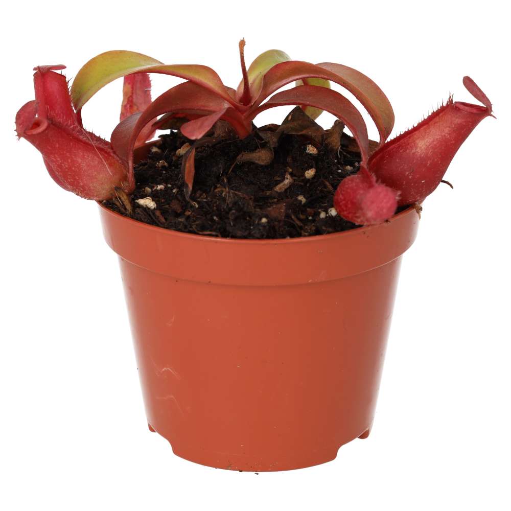 PR Live plant. Monkey Jar 'Bloody Mary' (Medium)