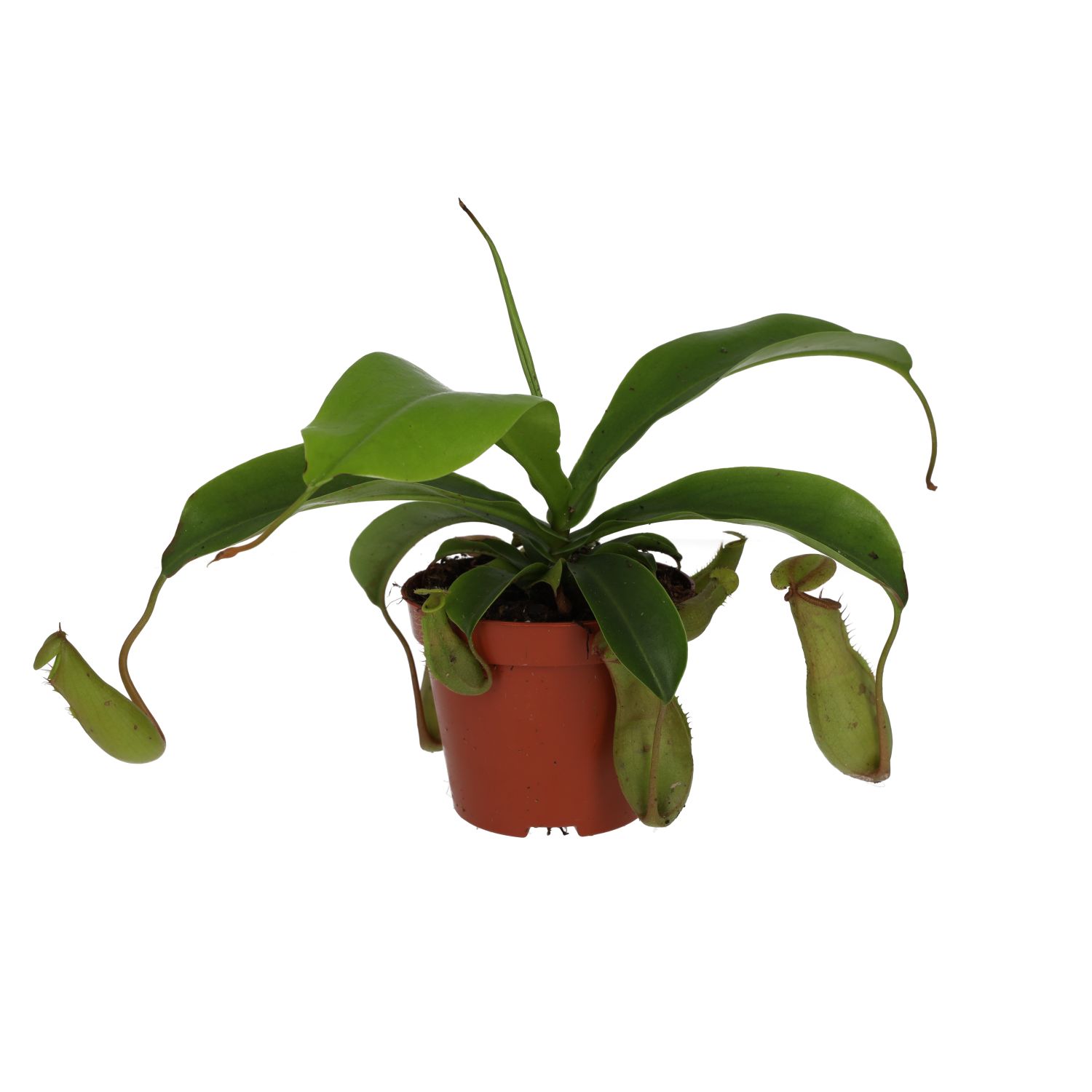 PR Live plant. Nepenthes alata (Medium)