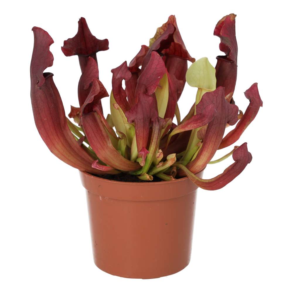 PR Live plant. Trumpet Pitcher 'Maroon' (Medium)