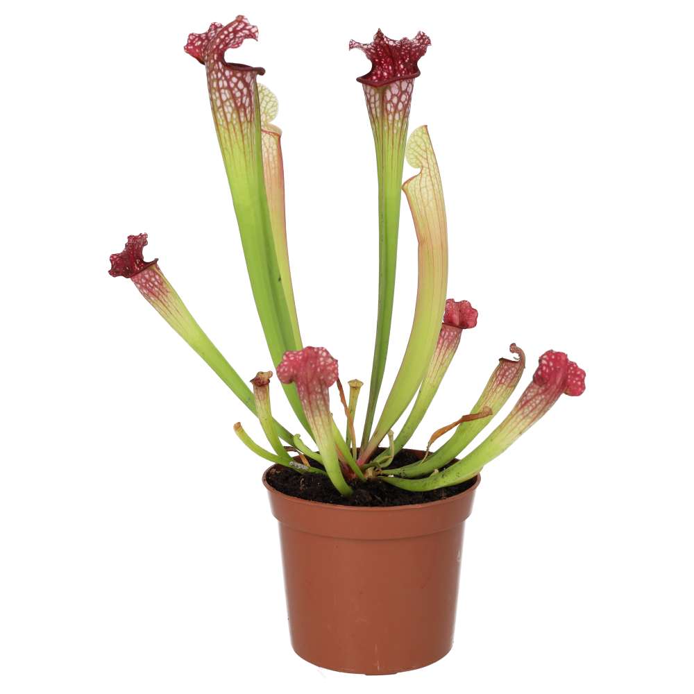 PR Live plant. Trumpet Pitcher 'Hybrid' (Medium)