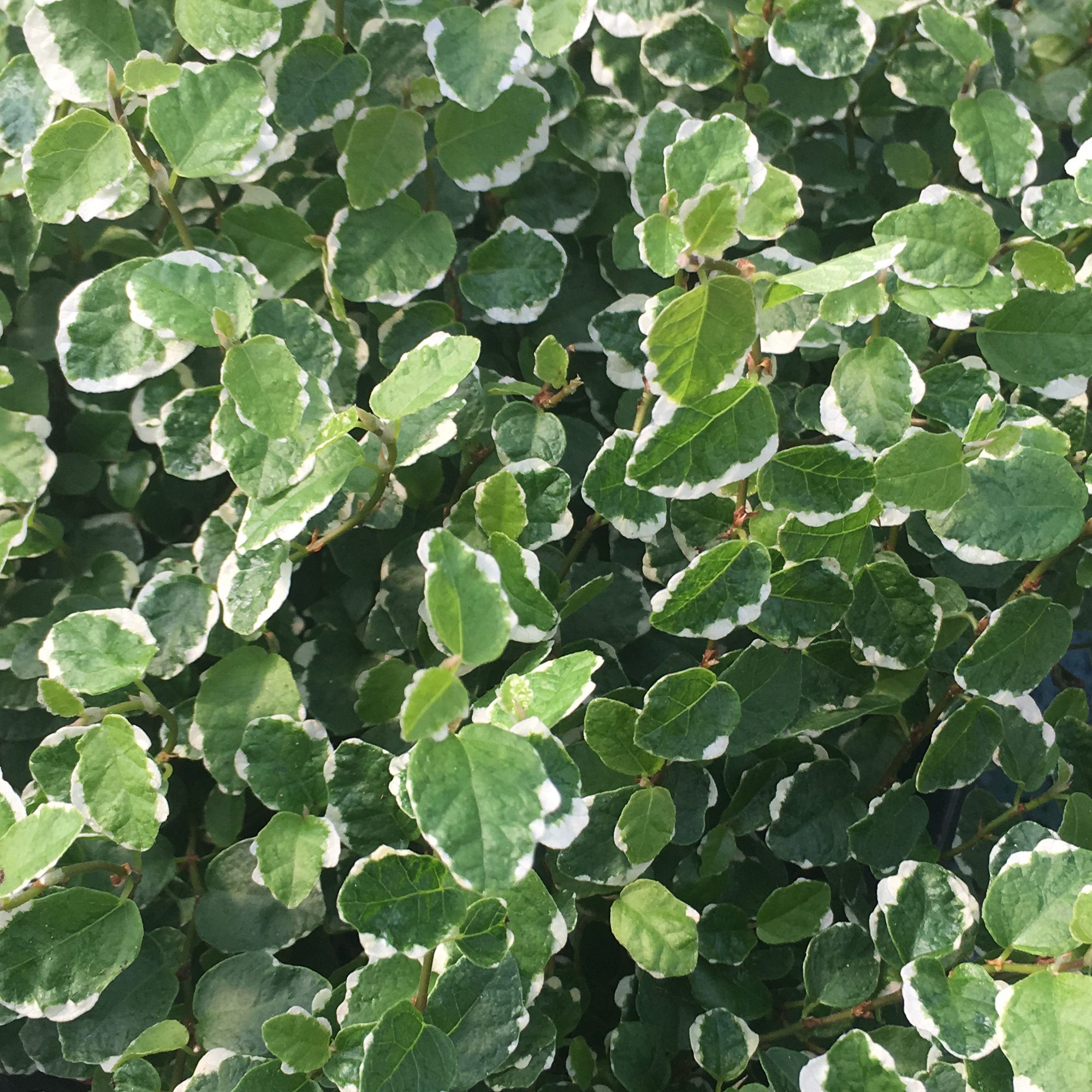 PR Live Plant: Creeping Fig 'Variegated' (Small)