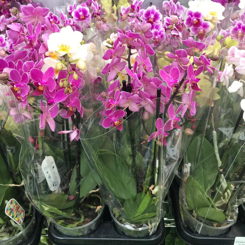 PR Live plant. Moth Orchid (Large)