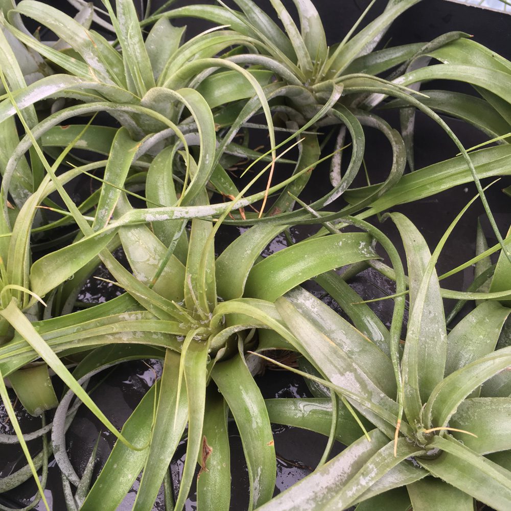 PR Live plant. Tillandsia xerographica