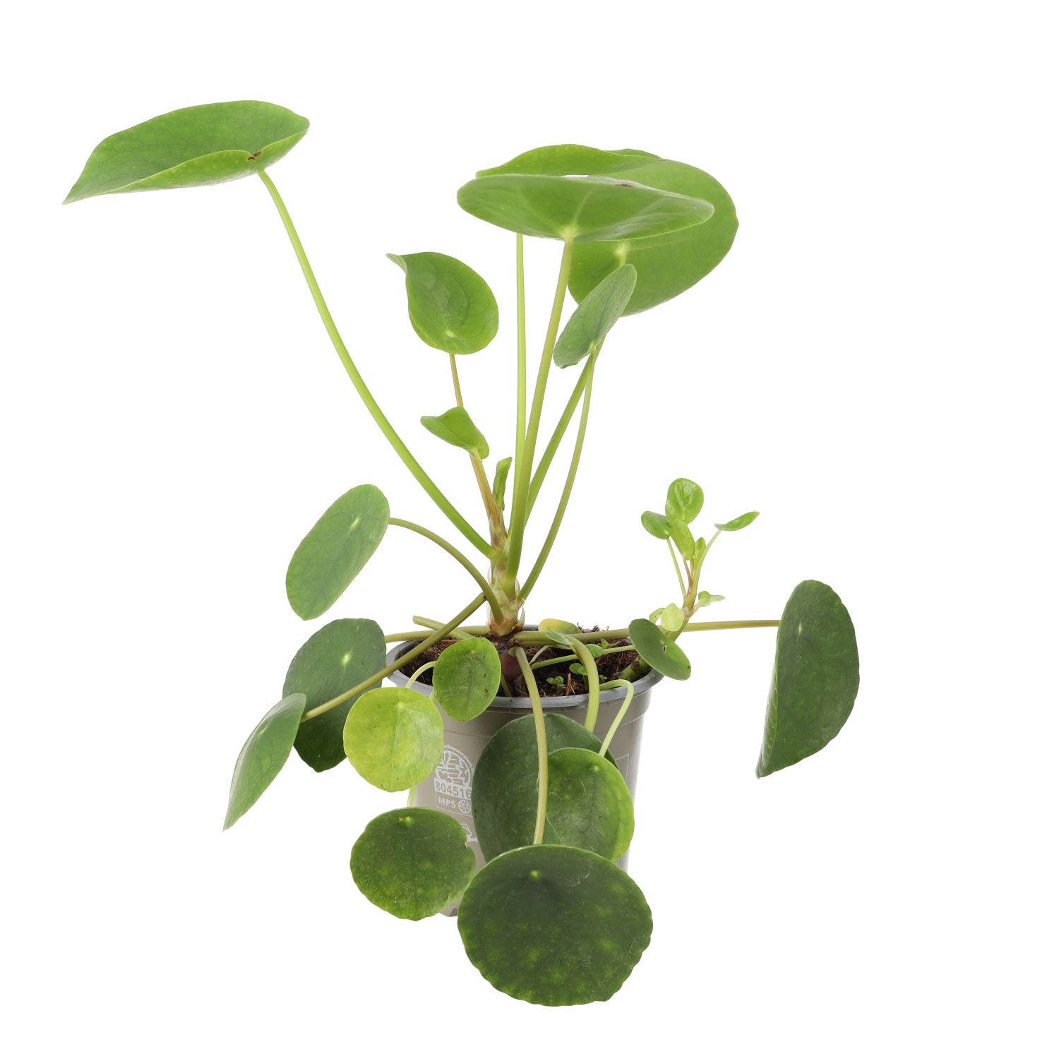 PR Live plant. Chinese Money Plant (Large)