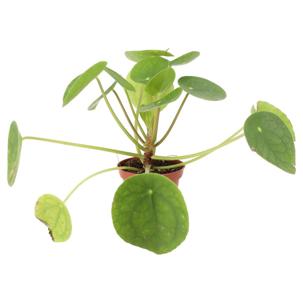 PR Live plant. Chinese Money Plant (Medium)