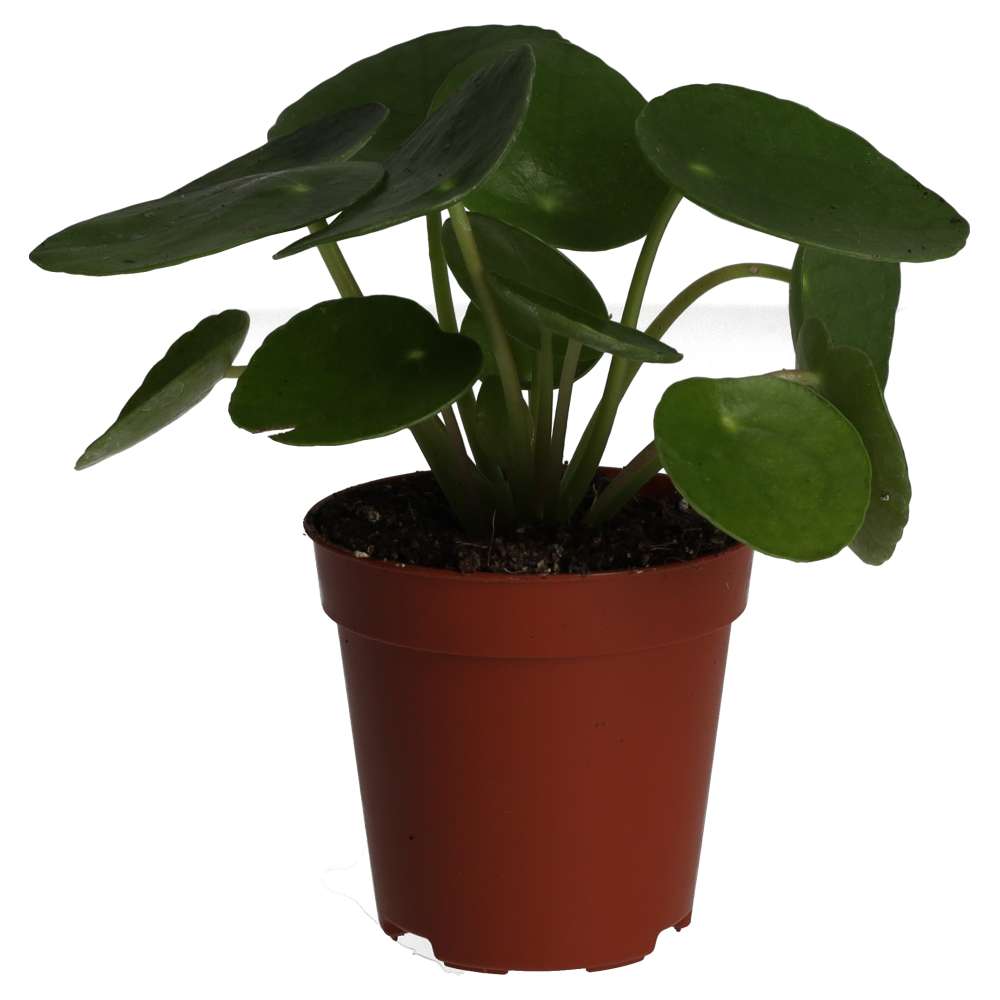 PR Live plant. Chinese Money Plant (Small)