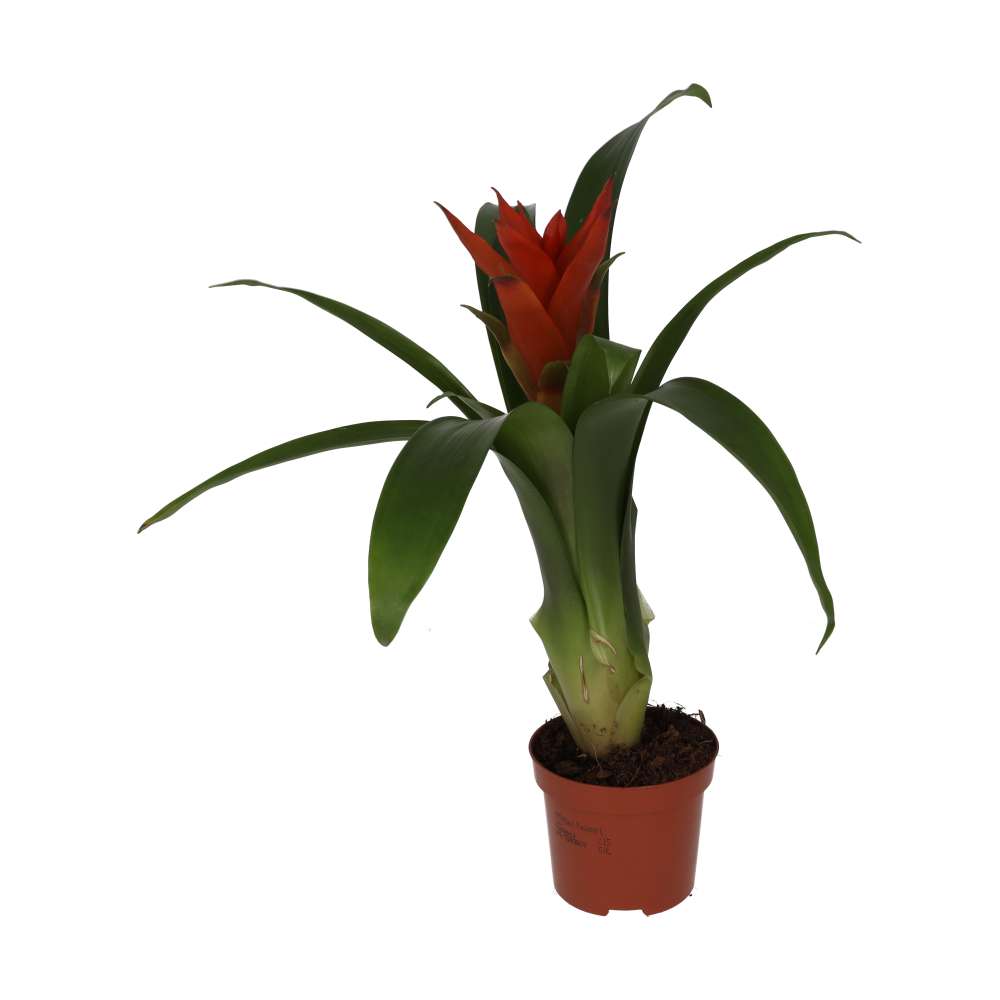 PR Live plant. Bromeliad 'mixed colours' (Medium)