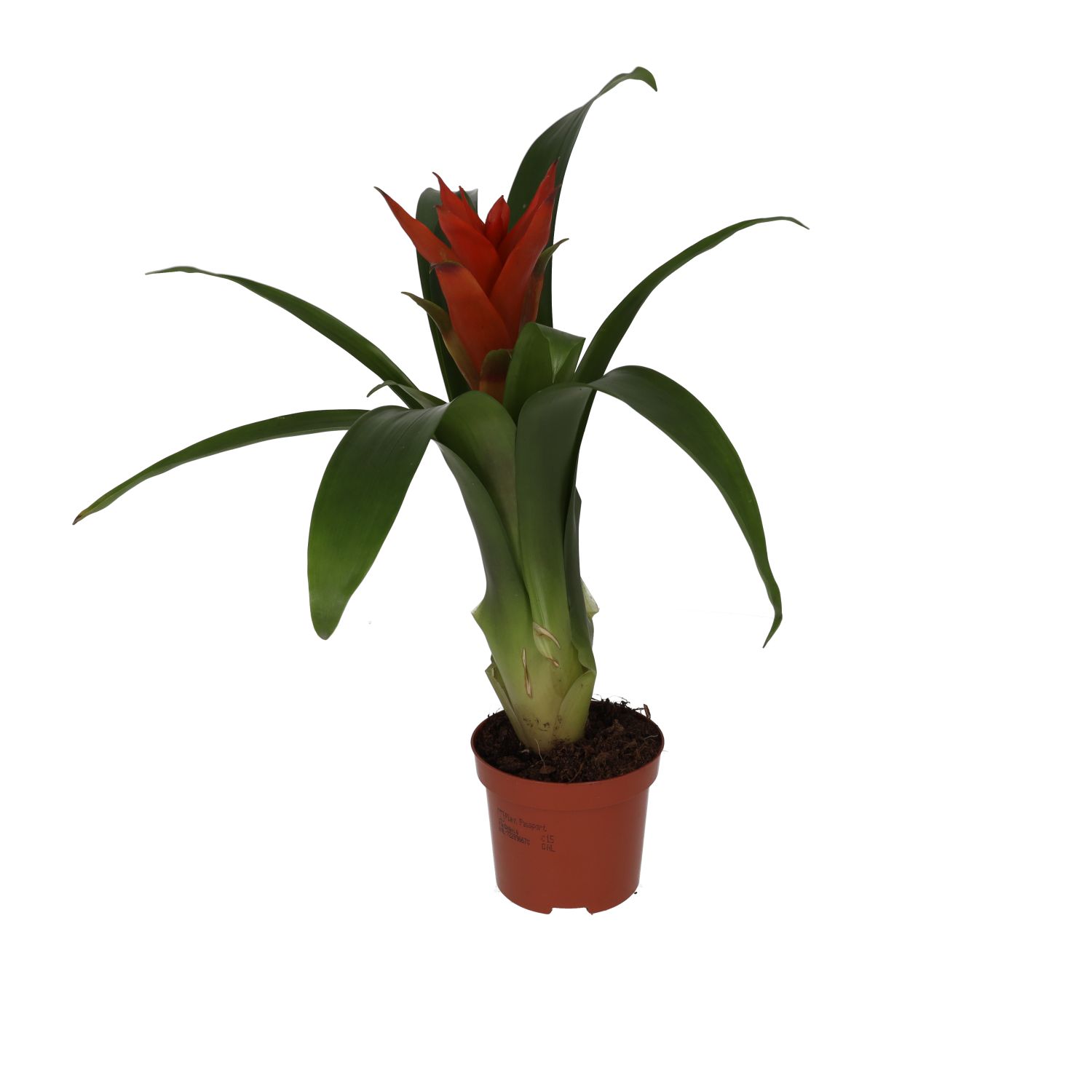 PR Live plant. Bromeliad 'mixed colours' (Medium)
