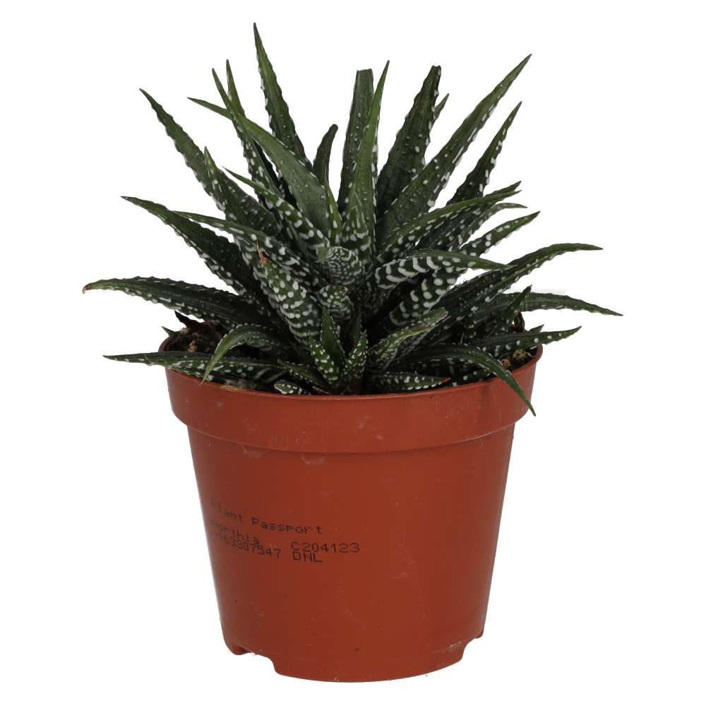 PR Live Plant. Zebra Plant (Medium)