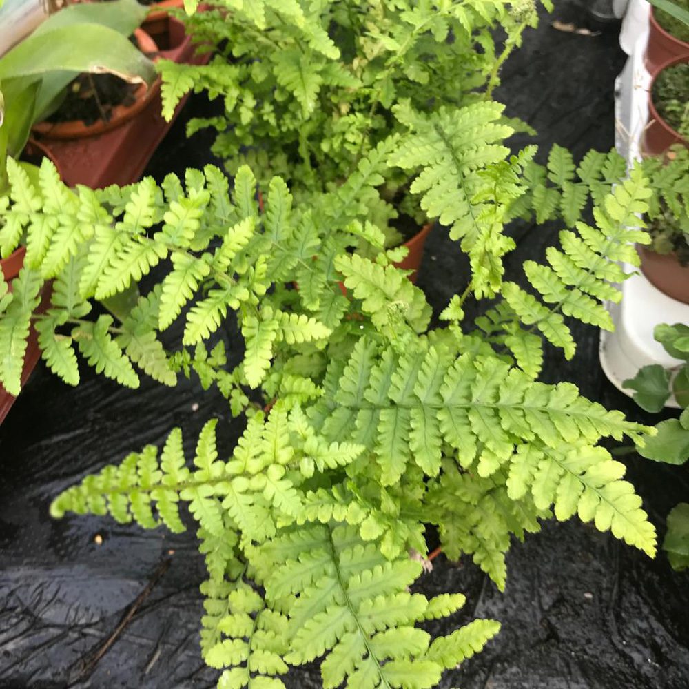 PR Live Plant. Maidenhair Fern (Medium)