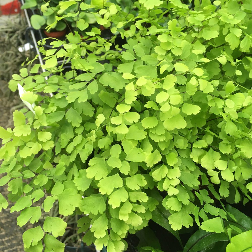 PR Live Plant. Maidenhair Fern (Large)