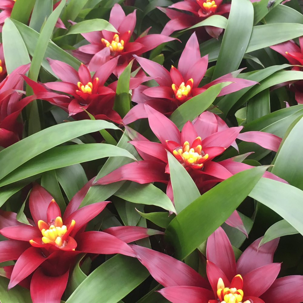 PR Live Plant. Bromeliad 'Purple' (Medium)